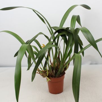 Maxillaria picta