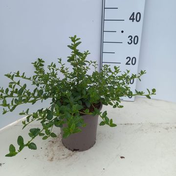 Ceanothus thyrsiflorus repens
