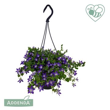 Campanula poscharskyana ADANSA PURPLE