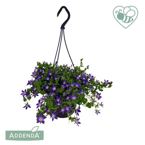 Campanula poscharskyana ADANSA PURPLE
