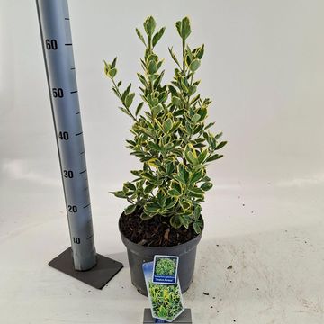 Euonymus japonicus 'Ovatus Aureus'