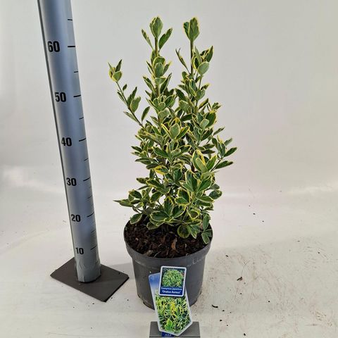 Euonymus japonicus 'Ovatus Aureus'