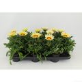 Gazania rigens 'New Day White'
