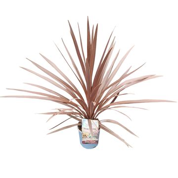 Cordyline australis 'Red Star'