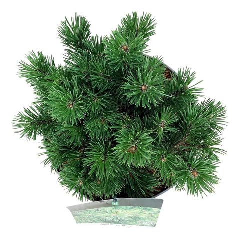 Pinus mugo 'Mops'