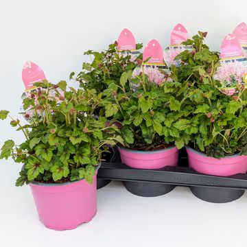 x Heucherella PINK REVOLUTION