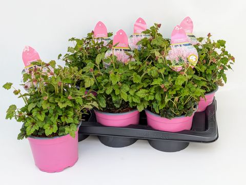 x Heucherella PINK REVOLUTION