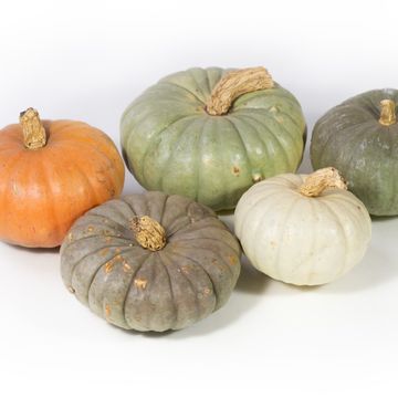 Cucurbita pepo MIX