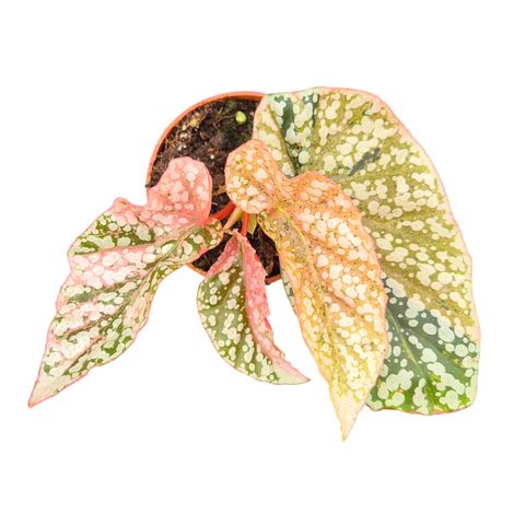 Begonia 'Snowcap Variegata'