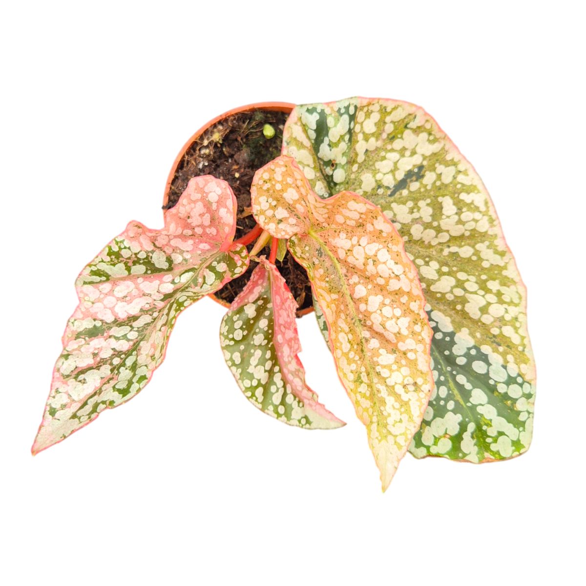 Begonia 'Snowcap Variegata' — Plant Wholesale FlorAccess
