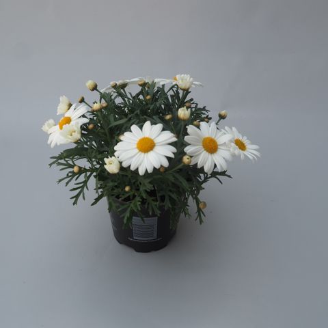 Argyranthemum frutescens LA RITA WHITE