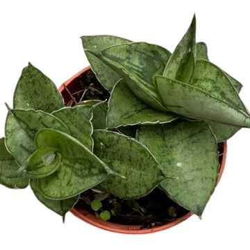 Sansevieria 'Rookie'