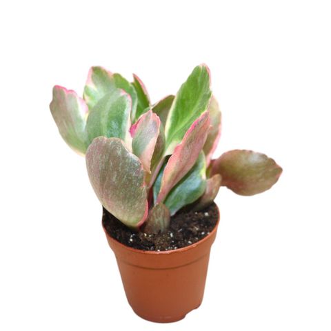 Kalanchoe 'Variegata Multicolor'