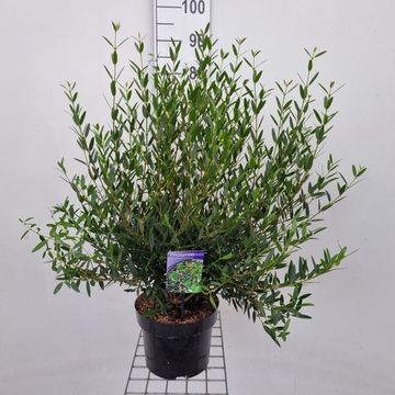 Phillyrea angustifolia 'Green Up'