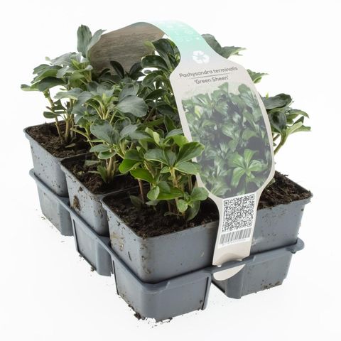 Pachysandra terminalis 'Green Sheen'