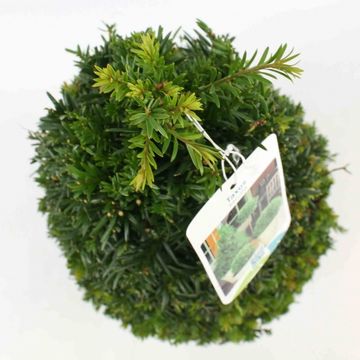 Taxus baccata