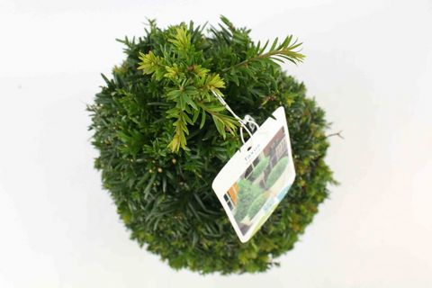 Taxus baccata