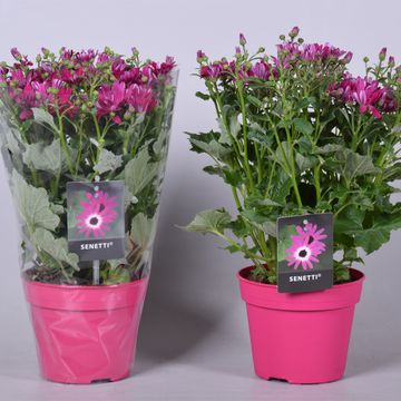 Pericallis SENETTI MAGENTA