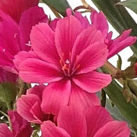 Lewisia SAFIRA CORAL