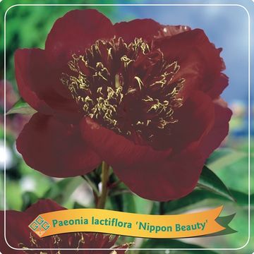 Paeonia 'Nippon Beauty'