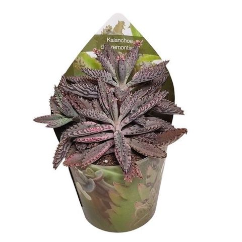 Kalanchoe daigremontiana