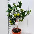 Citrus reticulata