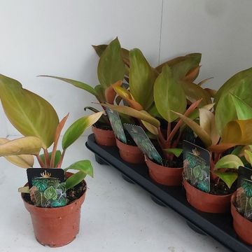 Philodendron 'Mars'