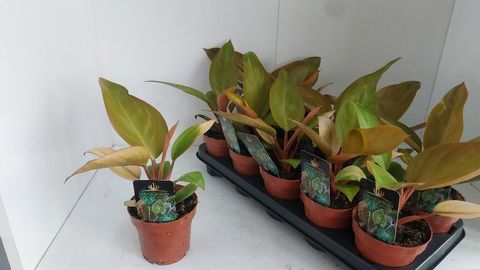 Filodendro 'Mars'