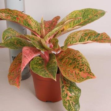 Aglaonema 'Striptease'