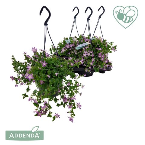 Campanula poscharskyana ADANSA PINK