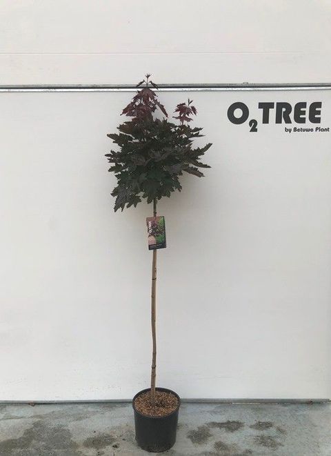 Acer platanoides 'Crimson Sentry'