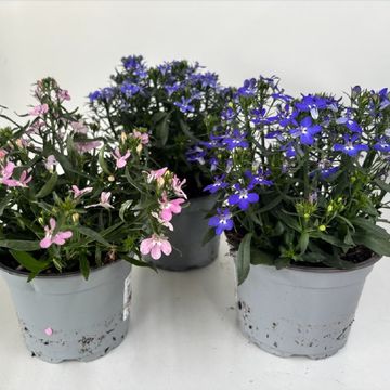 Lobelia RICHARDII MIX