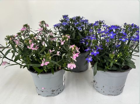 Lobelia RICHARDII MIX