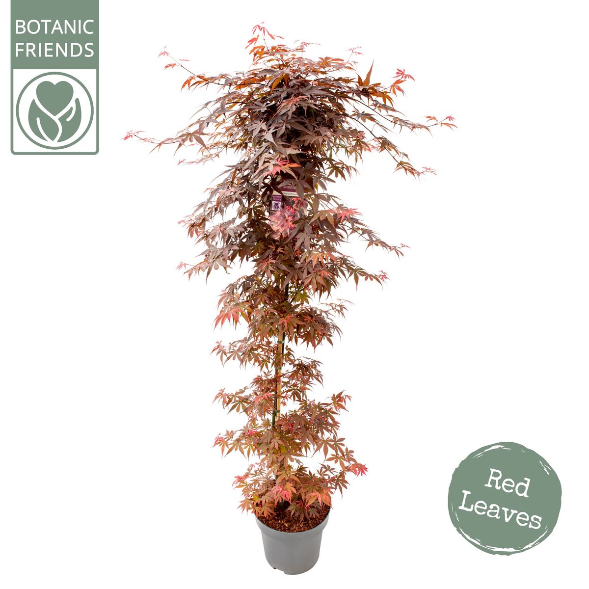 Japanischer Ahorn – Acer palmatum 'Skeeter’s Broom' – 2 Pflanzen – ca. 70 cm hoch – Ø19 cm – kompakt wachsend – Balkon- & Gartenpflanze main image 1