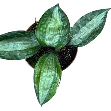 Aspidistra 'Silver Stripe'