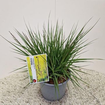 Molinia caerulea 'Edith Dudszus'