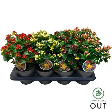 Hypericum MIRACLE MIX