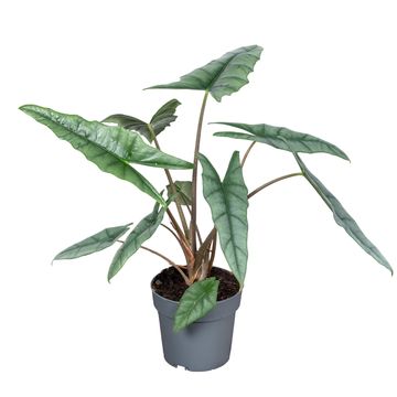 Alocasia heterophylla
