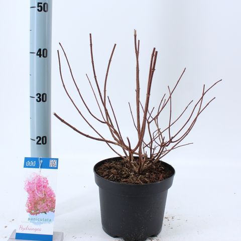 Hydrangea paniculata SUNDAE FRAISE