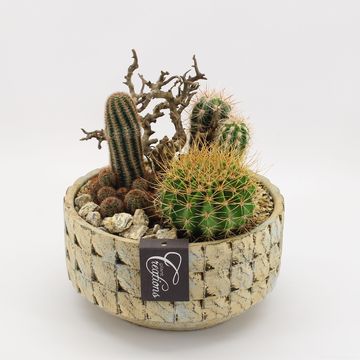 Arrangement Cactus Essentials