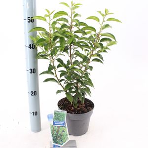Prunus lusitanica 'Angustifolia' (About Plants Zundert BV)