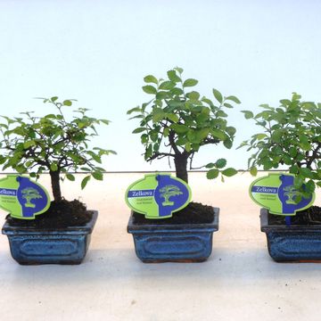 Zelkova parvifolia