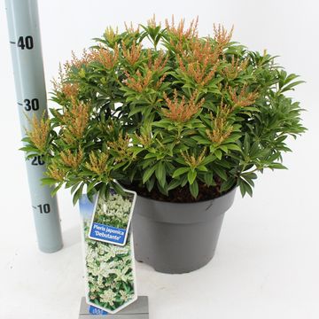 Pieris japonica 'Debutante'