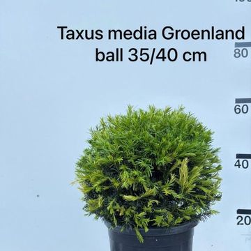 Taxus x media 'Groenland'