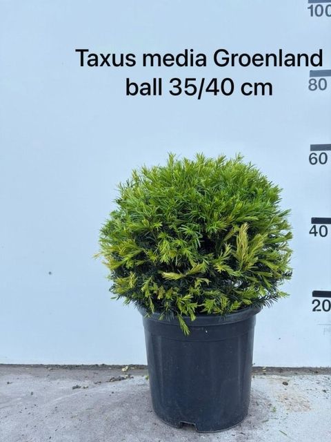 Taxus x media 'Groenland'