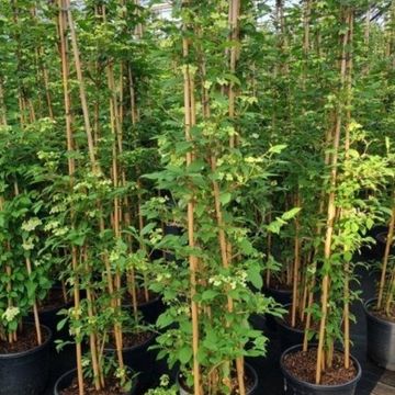 Viburnum plicatum KILIMANDJARO SUNRISE