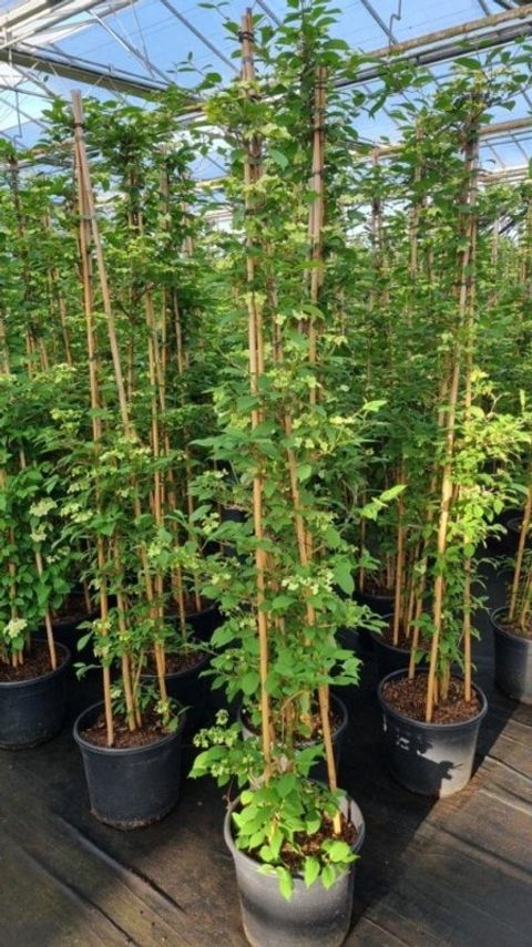 Viburnum plicatum KILIMANDJARO SUNRISE