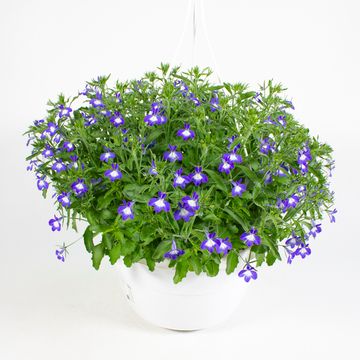 Lobelia 'Richardii'