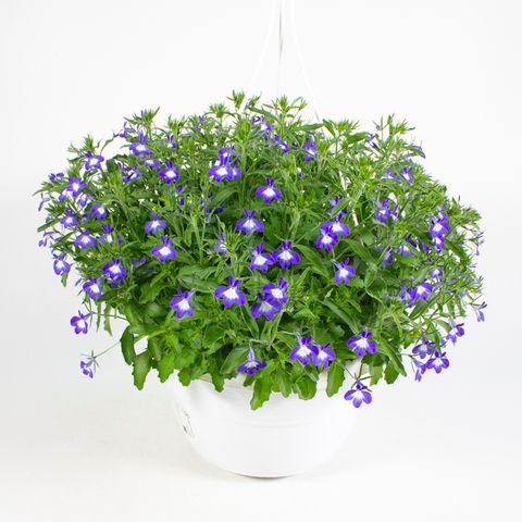 Lobelia 'Richardii'