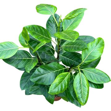 Ficus benghalensis 'Variegata'